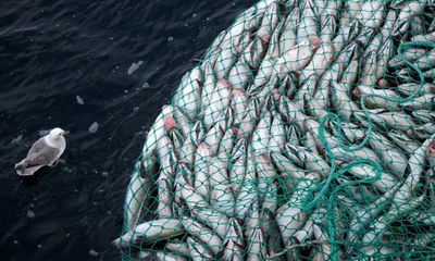 ClientEarth launches legal action against EU over unsustainable fishing quotas