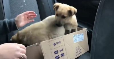 Tiny puppies dumped in box on road can't contain excitement after being rescued