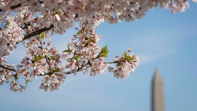 Time Running Out To See Iconic Flowers Bloom In US Capital