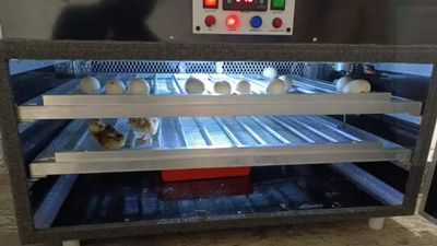 Andhra Pradesh: Country chicken eggs hatch at Chintapalli research centre