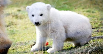 UK's youngest polar bear cub named as new footage shows him take his first steps outside