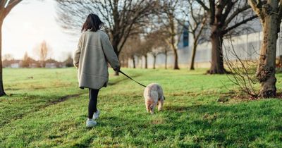 Owner slammed for 'ridiculous' demand for dog walker who she hired last minute