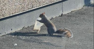 Thirsty squirrel seen drinking takeaway coffee on Newport street