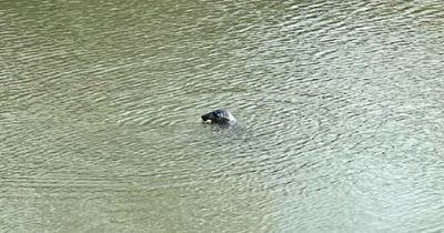 A seal has been spotted in a Cardiff river but it's not as unusual as it might seem