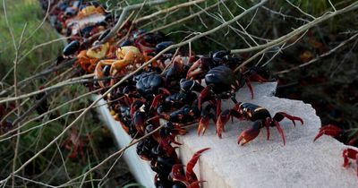 Swarm of zombie crabs storm beach in their millions after huge breeding boom