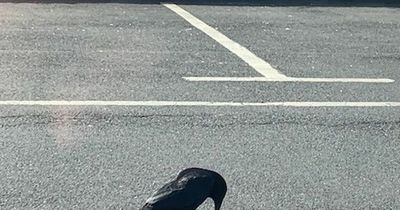 Customer 'disgusted' after seeing crow eat dead rat in retail park car park