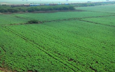 Andhra Pradesh: chickpea growers in Prakasam demand market intervention