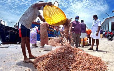 5 marine species identified for MSC certification