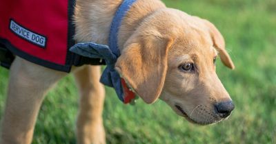 Bride bans sister's service dog from her wedding as it'll 'steal her attention'