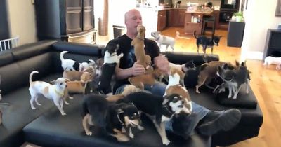 Man gives almost 100 abandoned chihuahuas a forever home after rescuing them
