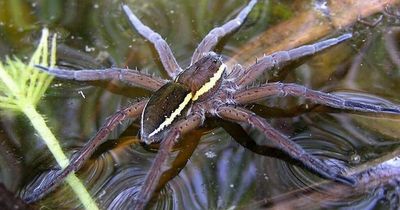 Fish-eating spiders spinning webs as wide as 10 inches on rise in the UK