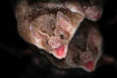 Scientists might have finally figured out how vampire bats thrive on an all-blood diet