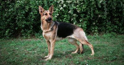 Young boy savagely attacked by two dogs in Wicklow playground settles action for €60,000