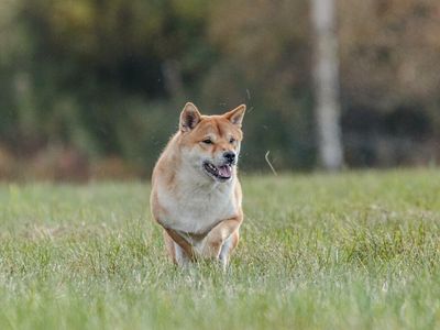 Why Dogecoin Looks Primed For A Big Weekend Run