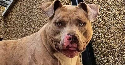 American Bully dog fatal attacks on rise in UK but breed not considered a danger