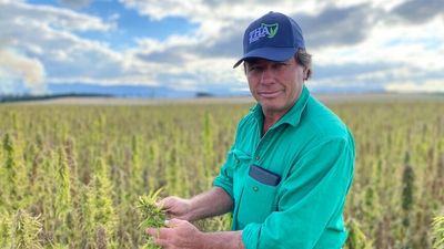 Red tape holding farmers back from global hemp market as Tasmanian government conducts review