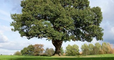 Famed 198-year-old Russian oak banned from European Tree of the Year contest due to war
