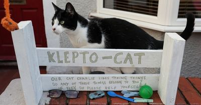 'Klepto cat' Charlie steals everything – from skateboards to dinosaurs