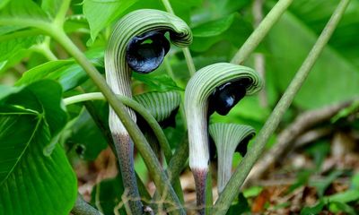What links a cobra lily with Attenborough’s pitcher? The Saturday quiz