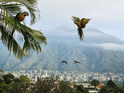 ‘Seconds later, the macaws were gone’: Isabela Eseverri’s best phone picture