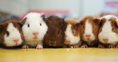 Nottinghamshire pet is still world record holder after more than 40 years