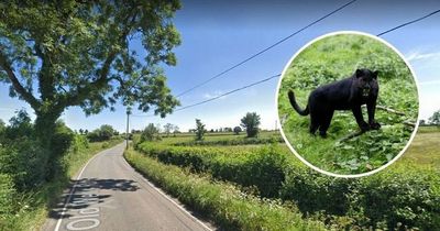 Man spots 'big cat' and says it definitely wasn't a dog