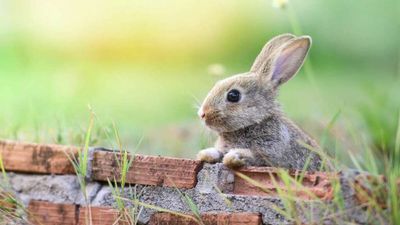 Connecticut Should Let Small Farmers Slaughter Their Rabbits on Their Farms