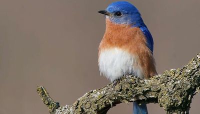 Chicago outdoors: Eastern bluebird, silver pike or muskie, Annie Dillard on botany and moral thinkers