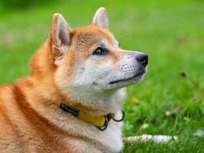 DOGE Killer Shiba Inu Loses About 55k Holders In Just 10 Days: Here's What It Means For You