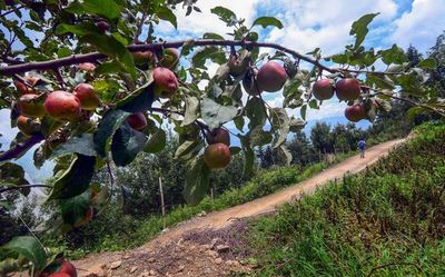 Unusual warm weather conditions in Himachal Pradesh likely to affect apple crop