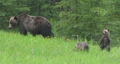 Authorities: Missing Montana hiker was killed by grizzly bear