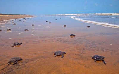 Fewer Olive Ridleys reach Godavari nesting site