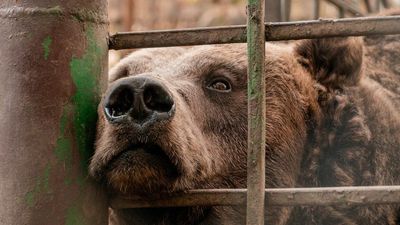 Bear Rescued In War-Torn Ukraine And Taken To Sanctuary