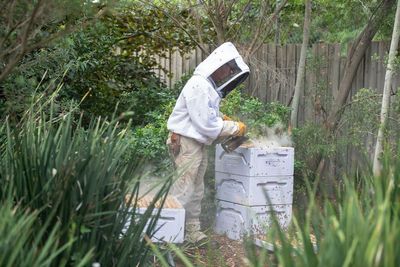 Honey trap: is there a downside to the boom in beekeeping?