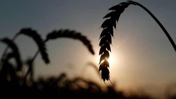 Poor countries to be hit hardest as Ukraine war threatens global food crisis