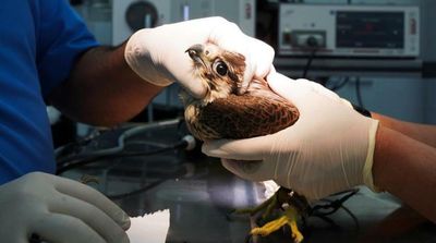 A Top-notch Hospital in Doha Is Busy: Only Falcons Allowed