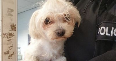 Edinburgh dog found 'wandering' neighbourhood taken in by local police