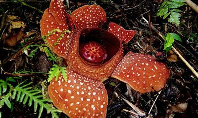 ‘A striking work of nature’: the search for a rare flower in the Philippines jungle