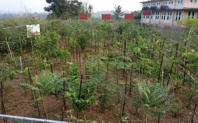 Alappuzha turns greener with Vidyavanam
