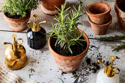 The best houseplants at Trader Joe's