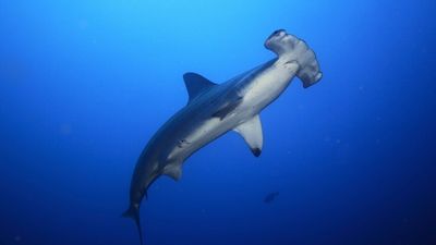 Conservationists call for tighter fishing rules to protect endangered sharks in Northern Territory waters