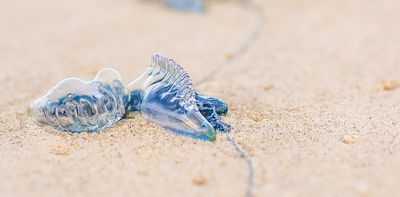 Want to avoid a bluebottle sting? Here's how to predict which beach they'll land on