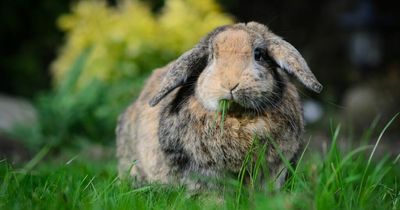 'Terrified rabbits' dumped in baffled mum's garden