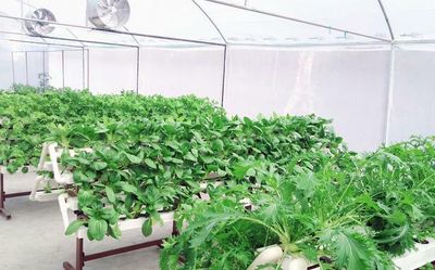 In Kerala, restaurant menus now hinge on in-house hydroponic farms