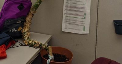Employee back in office after two years remote working finds gigantic plant
