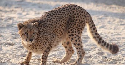 Four stunning cheetahs arrive at Five Sisters Zoo - the first in Scotland