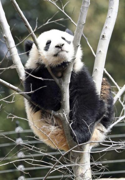 Twin panda cubs at Ueno Zoo to go back on display Friday