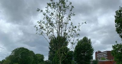 Trees planted in Greater Manchester to form giant forest spanning width of England