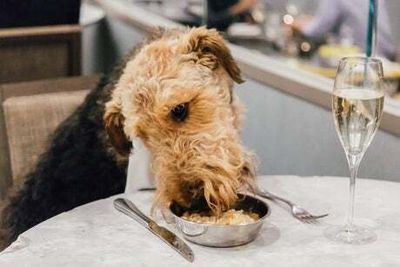 The best dog friendly restaurants in London