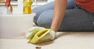 Mrs Hinch fans recommend miracle product for removing pet stains from carpet